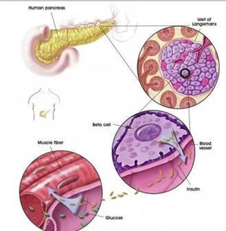我国科学家科研新成果为治疗糖尿病提供干细胞新策略
