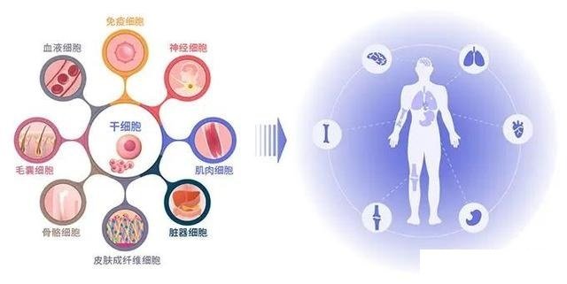 幹細胞可以治療糖尿病